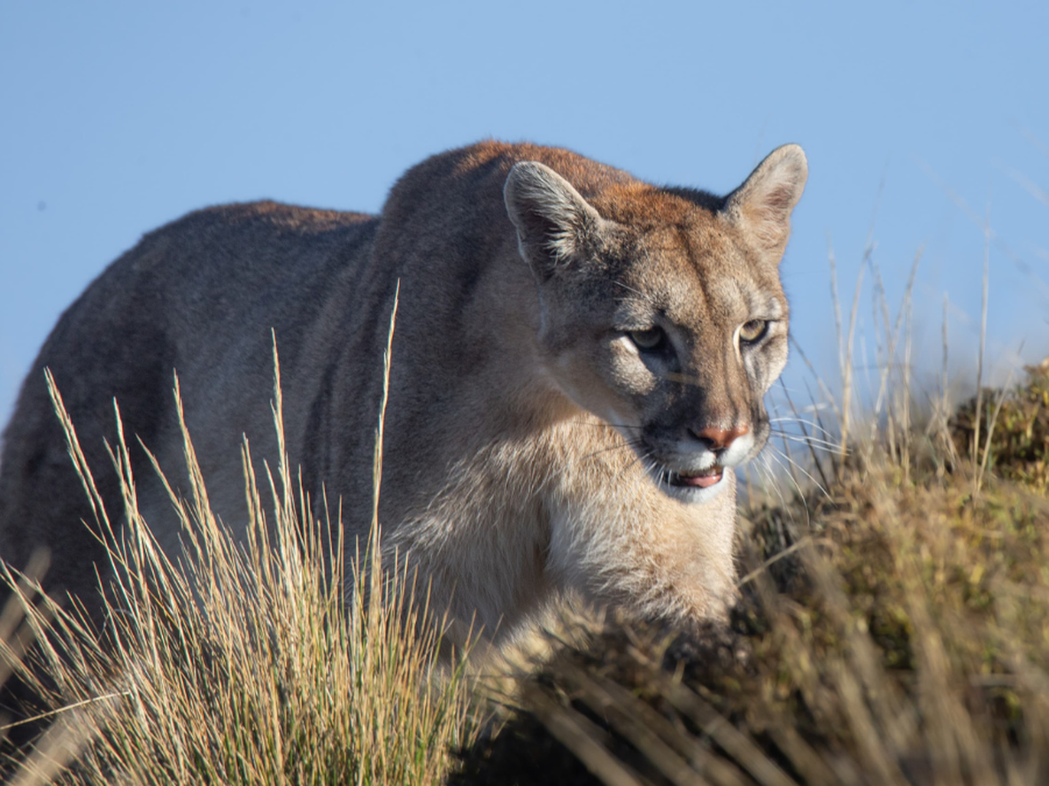 Vacaciones y naturaleza: qué animales se pueden observar en Mendoza y en su hábitat natural. Foto: Gentileza Martín Pérez (Instagram @cuyo.birding.3)
