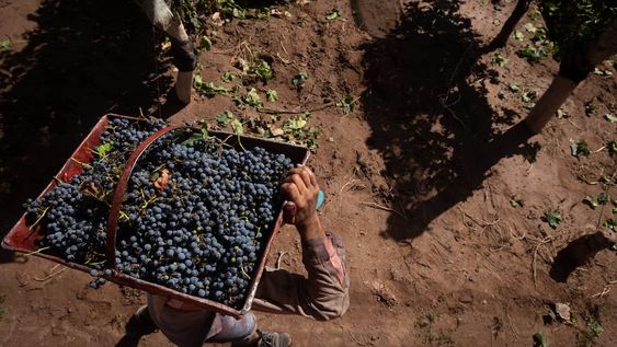 Tras la implementación de un nuevo operativo de anticipo de cosecha, productores mendocinos destacaron una importante tonificación en los precios de venta/ Foto: Ignacio Blanco / Los Andes