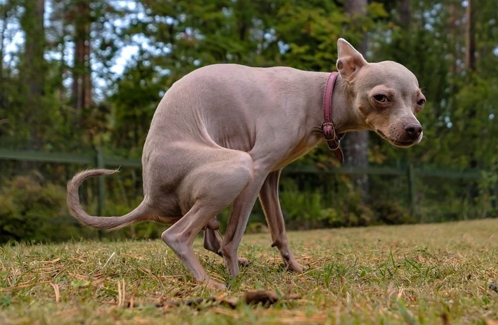 Cuáles son las 3 razas de perros que más popó hacen.