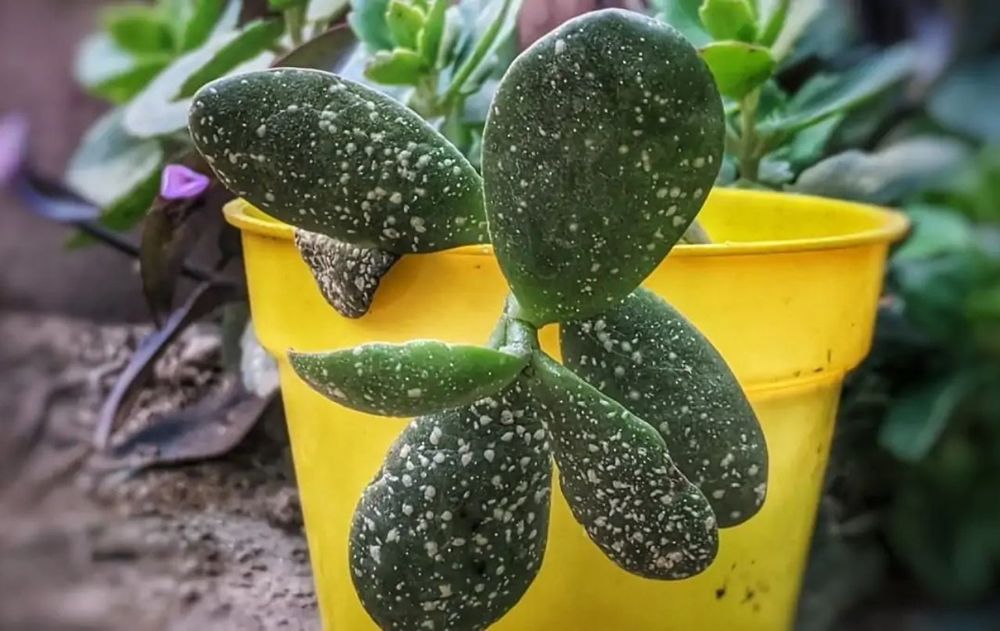 Las plantas deben mantenerse fuertes, verdes y llenas de vida, aunque si aparecen manchas blancas podría ser un daño irreversible.