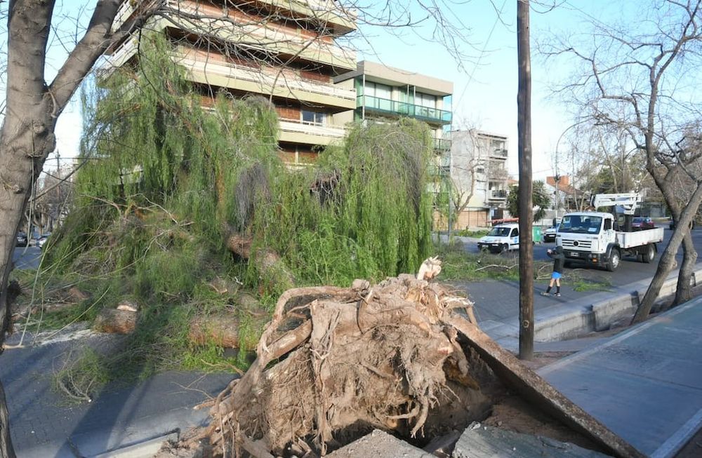 El último Zonda derribó cientos de forestales en distintos puntos de la provincia y puso en evidencia la importancia de erradicar los enfermos y dañados. | Foto: Marcelo Rolland / Los Andes