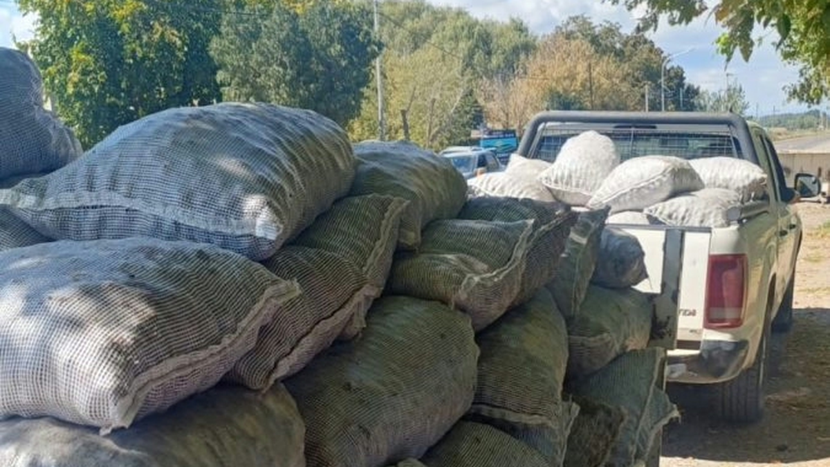 Secuestraron cerca de 3 toneladas de nueces ante intensos robos en Tupungato: ya incautaron el doble que en 2025