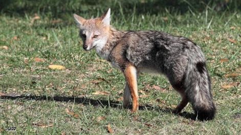 Potrerillos: mató a un zorro con un rifle de aire comprimido porque dijo que había atacado a su perro. Foto: Imagen ilustrativa.