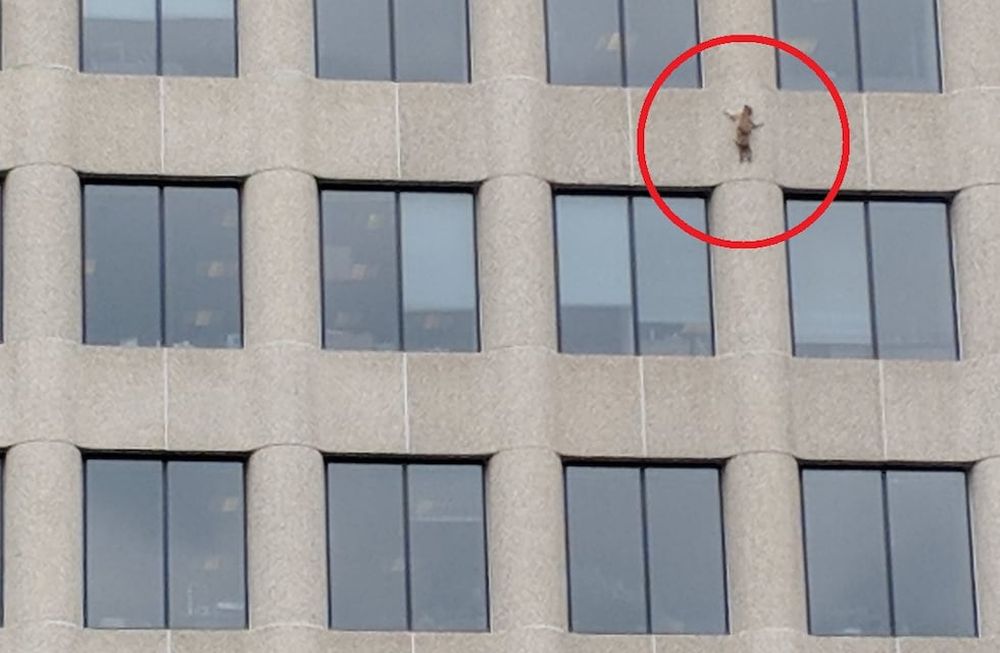 Temerario: un mapache escalador de edificios paralizó a los ciudadanos de Minnesota