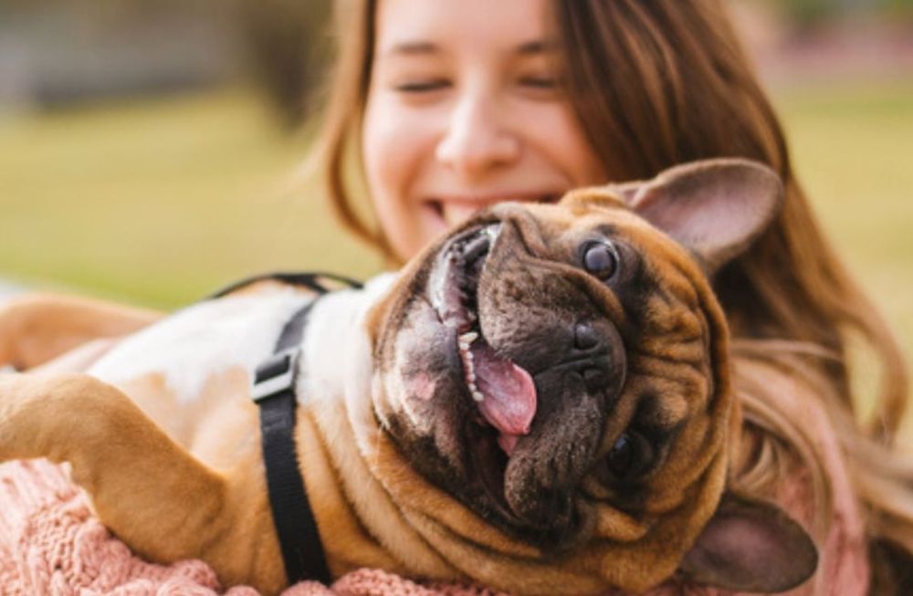 ¿Los perros pueden entender distintos idiomas?