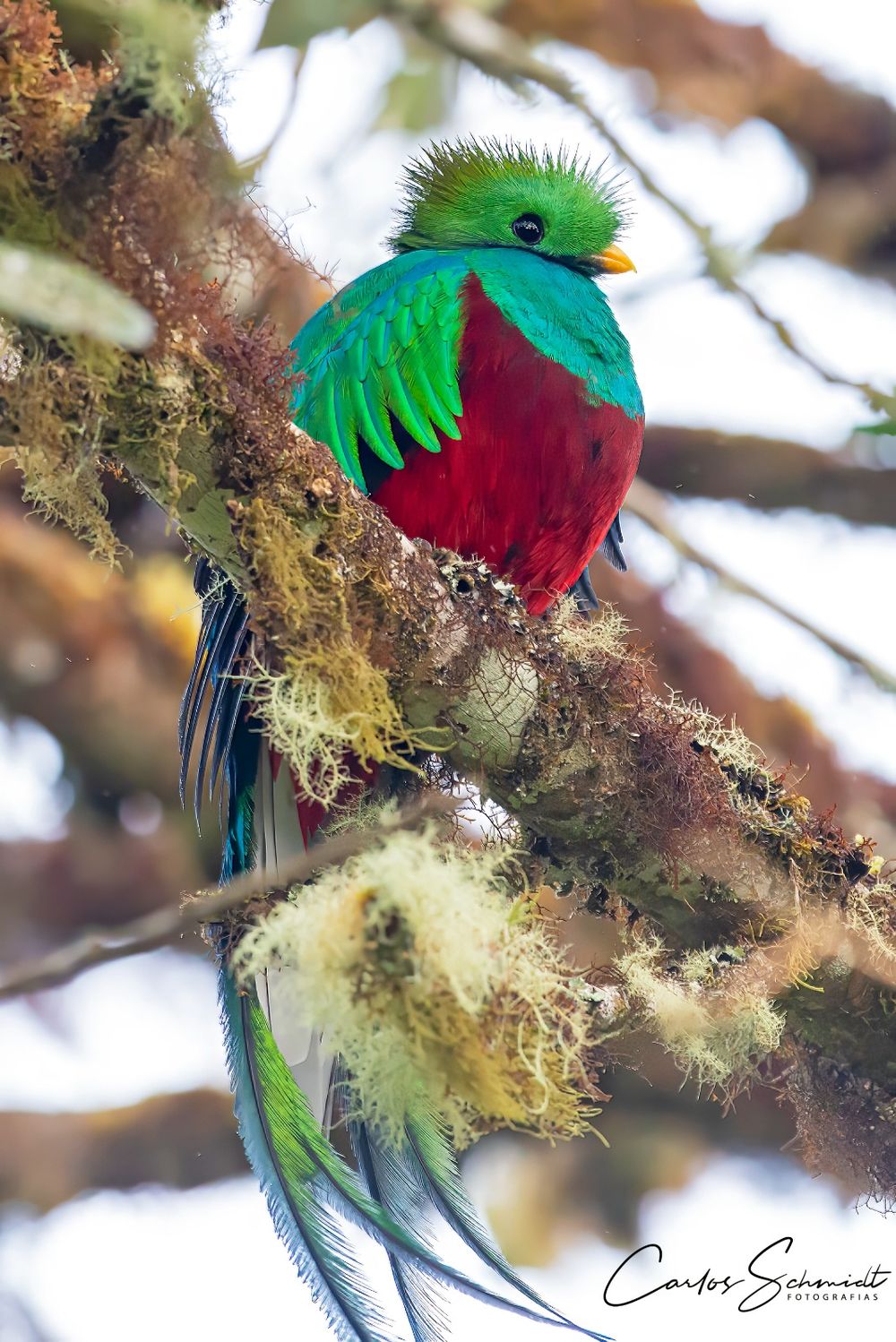 Naturaleza maravillosa: las impresionantes fotos del mendocino que 