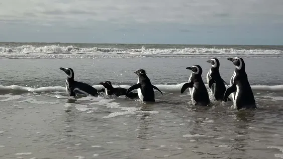 Seis pingüinos fueron liberados en la costa bonaerense tras su rehabilitación en Fundación Mundo Marino&nbsp;