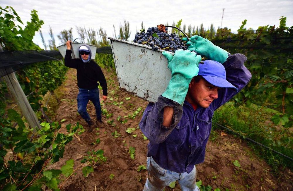 Los diez puntos sobre el vino con los que buscan que el Gobierno entienda su importancia