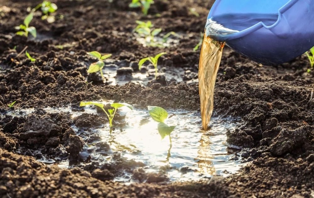 Este preparado, está recomendado por especialistas en producción sustentable y se elabora con desechos que todos tenemos en casa.