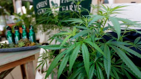 Venden en Francia cannabis “ultralight”