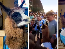 Bebé, la llama mundialista que volvió a recorrer las calles de La Paz.