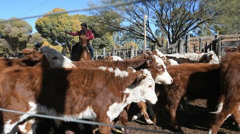 Retenciones: el Decreto también estableció una reducción del 25% en las retenciones para todas las proteínas animales, cuya alícuota actual se encuentra entre el 4,5% y 9%.
