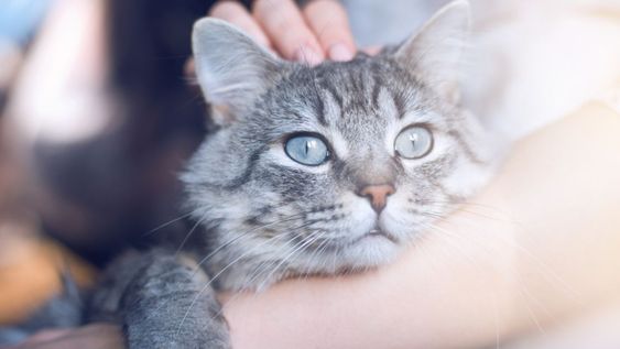 Si el gato repite estos gestos, significa que la persona ocupa un lugar único en su mundo.