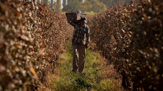 La falta de conectividad a internet en el campo es una de las principales trabas para la implementación total del RUT digital.Foto: Ignacio Blanco / Los Andes