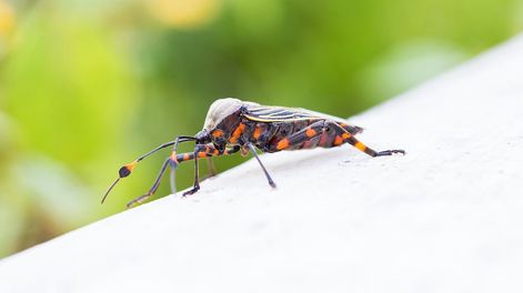 Se estima que el 70% de los afectados no lo sabe, por eso el lema de 2022 es detectar y notificar todos los casos para derrotar la enfermedad de Chagas.
