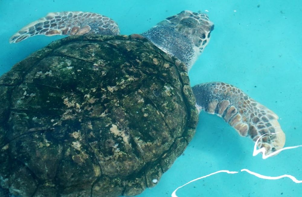 Con excelentes resultados, el tortugo Jorge cumplió un mes en Mar del Plata