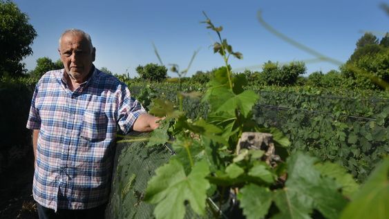 El productor conoció la tierra con su padre y ahora trabaja activamente con sus hijos, quienes continuarán produciendo uva con todo el aprendizaje a cuestas.