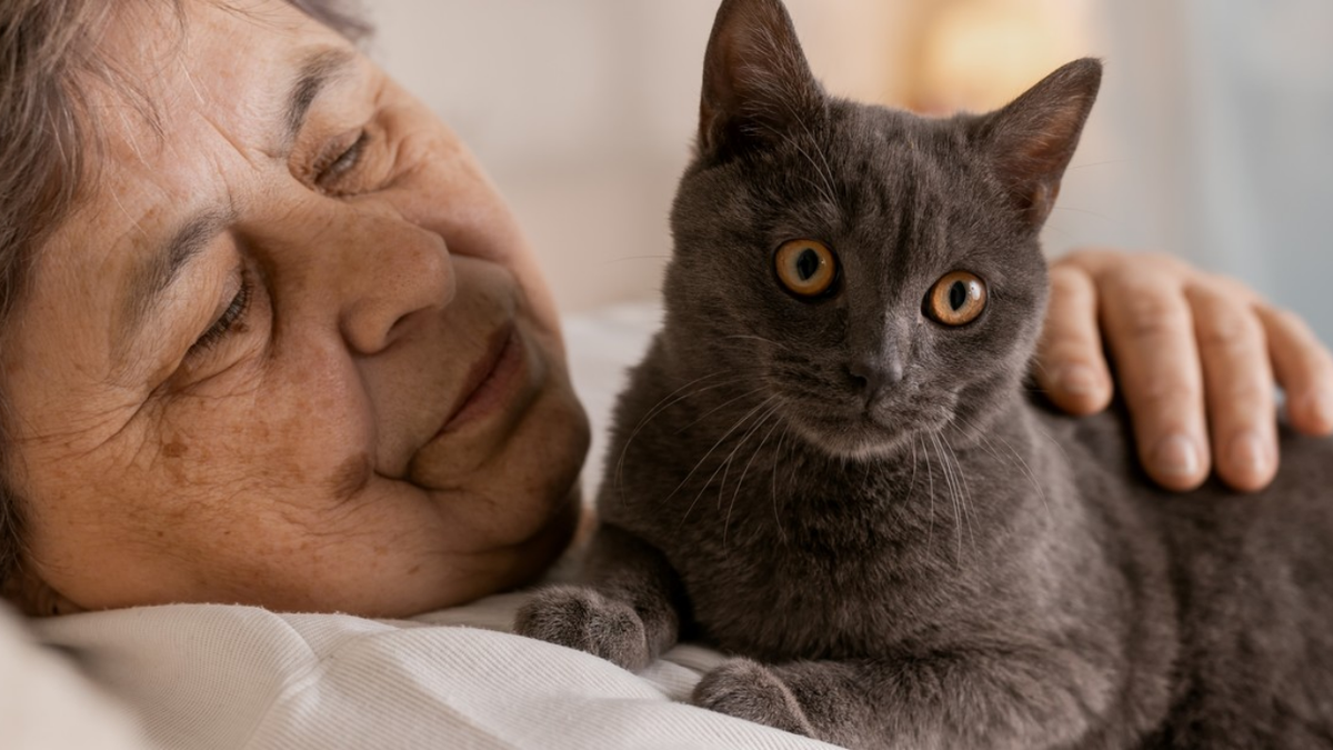 Por que los dueños de gatos viven más, según la ciencia