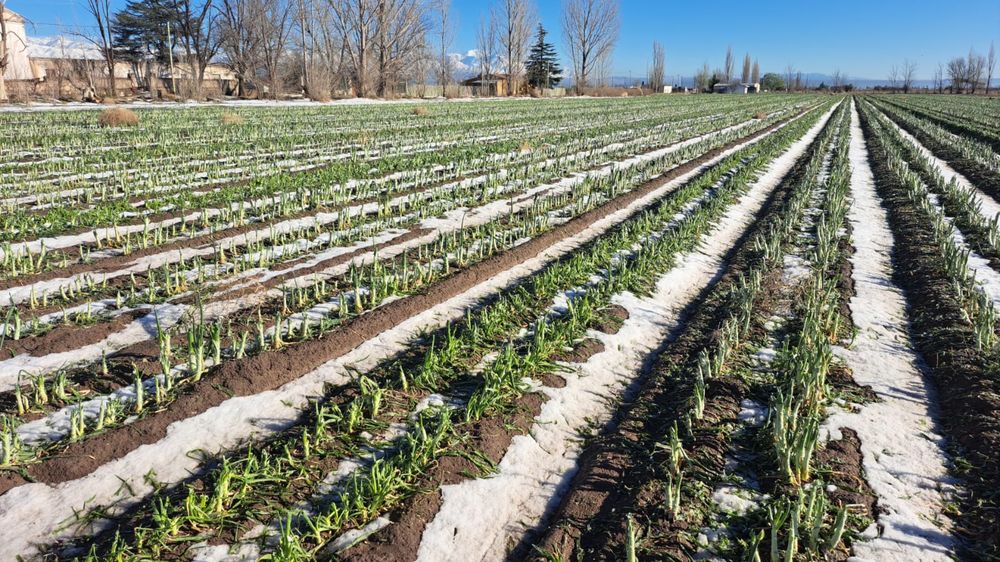 Cultivo hort&iacute;cola en San Carlos despu&eacute;s del granizo. Foto: Gentileza