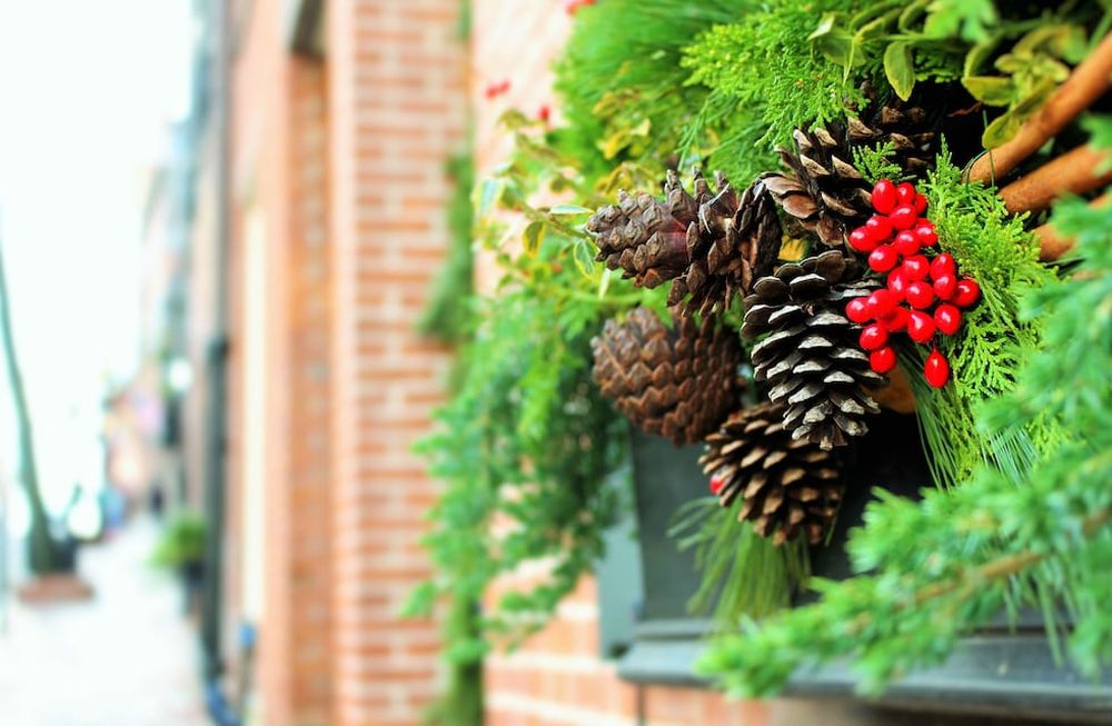 Estos son los colores navideños que podés tener en tu jardín