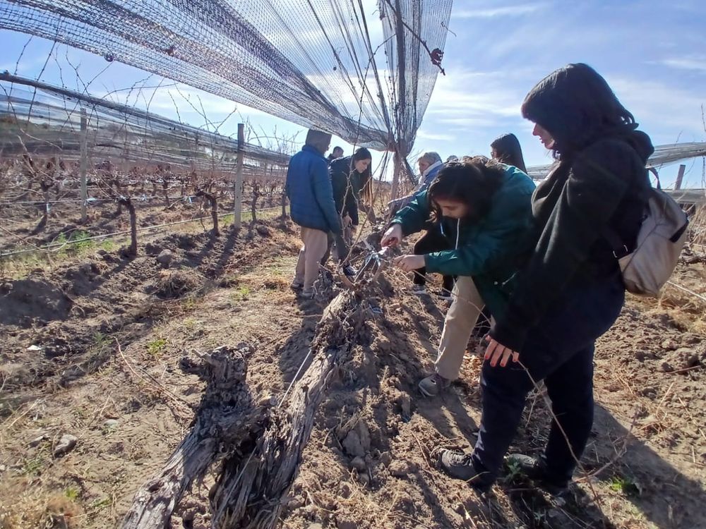 Tijera en mano: wn el taller práctico, estudiantes y operarios aprendieron sobre poda corta y técnicas aplicadas al sistema de conducción. La actividad fue guiada por técnicos del INTA y COVIAR.
