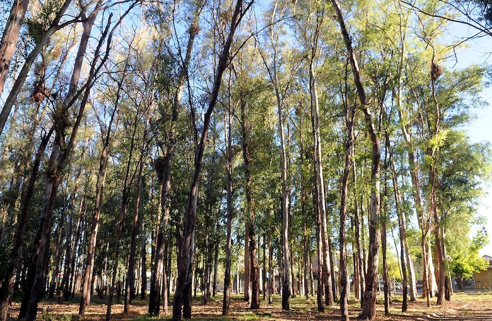 Asumir el compromiso verde de proteger y acrecentar el arbolado público en el territorio, es una obligación que deben llevar a cabo las autoridades de la Provincia y de los municipios.