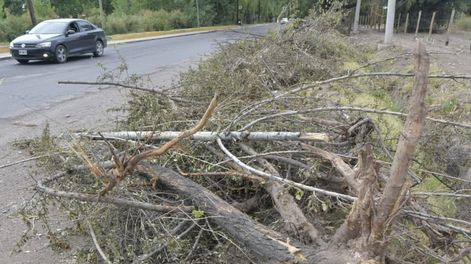 Los Andes | Denuncian “tala indiscriminada” en calle Guardia Vieja, pero Luján aclara que son árboles “decrépitos”. Foto: Orlando Pelichotti / Los Andes.