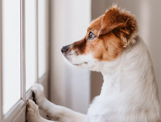Un veterinario confirmó cuánto tiempo puede quedarse solo un perro.