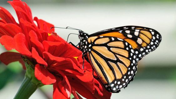 Proteger los insectos buenos es una buena idea de no usar pesticidas.&nbsp;