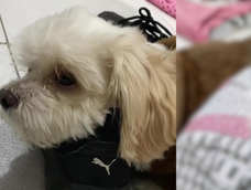 Lupe se deprimió cuando se mudó de una casa con jardín a un departamento.&nbsp;