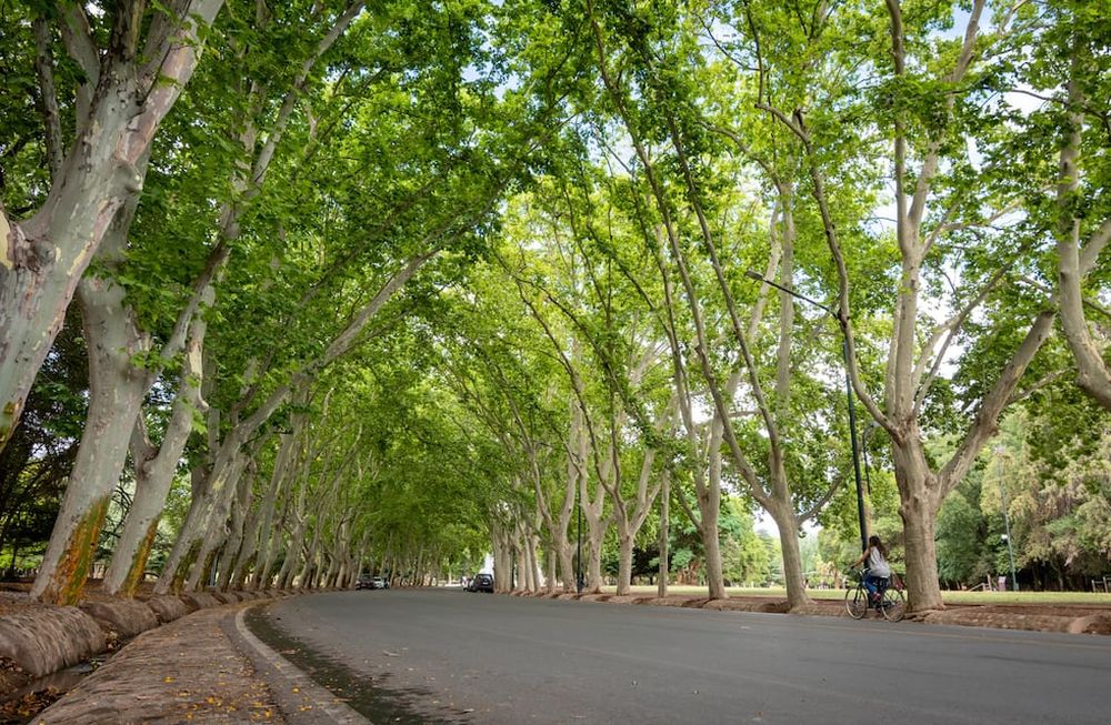 Cada uno de los árboles del área metropolitana de Mendoza está georreferenciado con coordenadas precisas y un número de identificación. Archivo / Los Andes