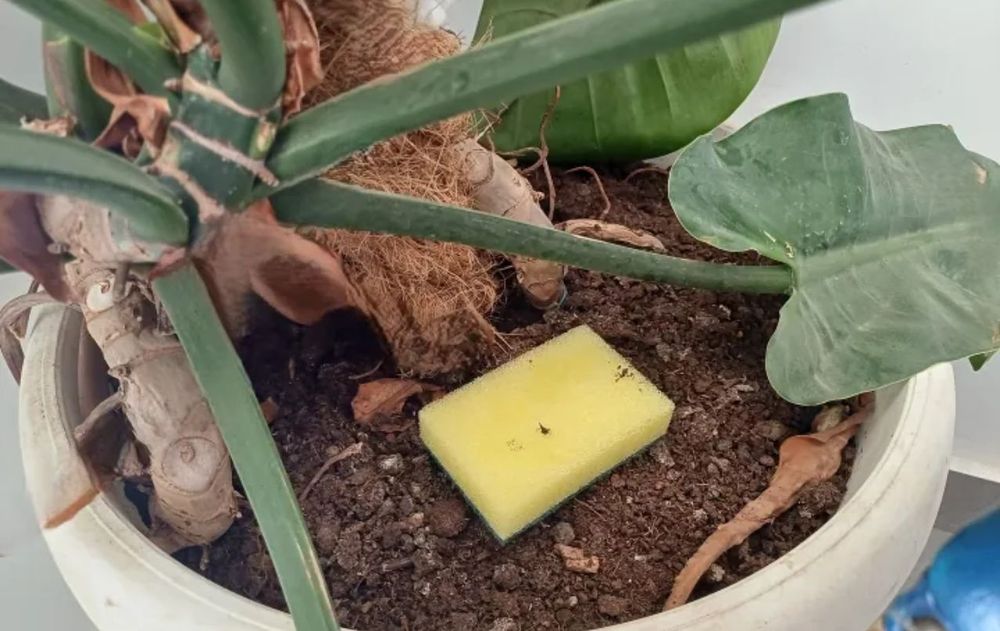 Es un recurso especialmente útil cuando las plantas sufren por falta de drenaje o por variaciones en la hidratación.