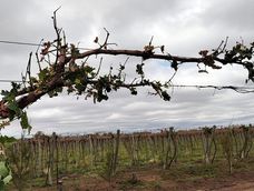 El Gobierno acordó con representantes de cámaras fortalecer los controles del Fondo Compensador Agrícola para garantizar que la asistencia llegue a los productores que realmente la necesitan