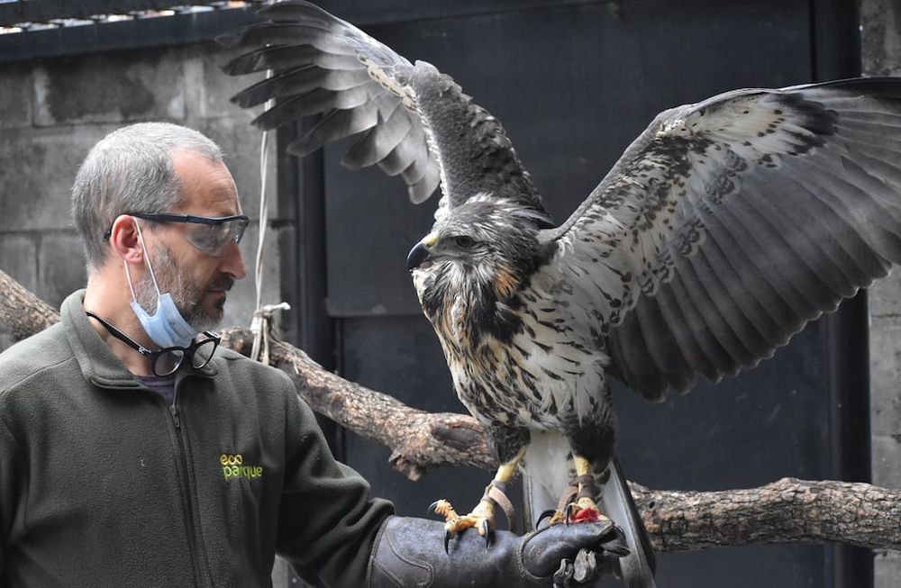El águila que fue rescatada moribunda al costado de la ruta hace un año y medio volvió a volar en su hábitat. Foto: Gentileza Andrés Capdevielle y Natalia Ruiz / Programa de Conservación y Rescate de Aves del Ecoparque de Buenos Aires.