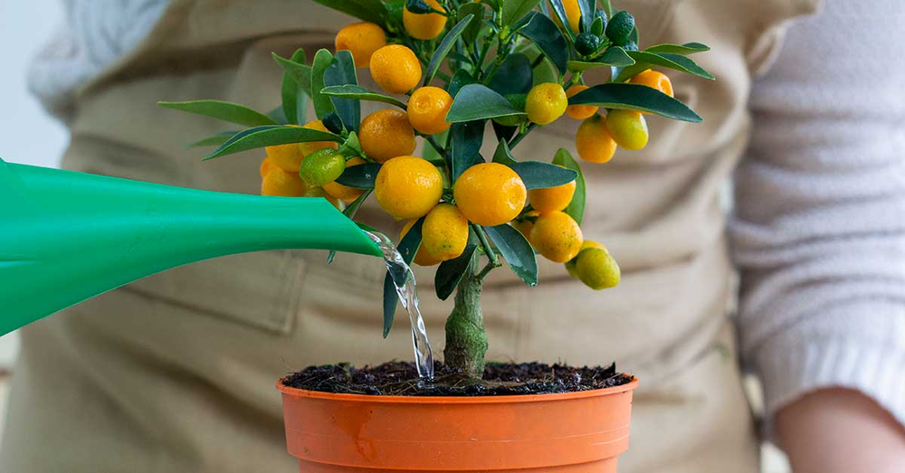 &Aacute;rbol frutal en jard&iacute;n muestra c&oacute;mo jardiner&iacute;a y plantas influyen en producci&oacute;n.