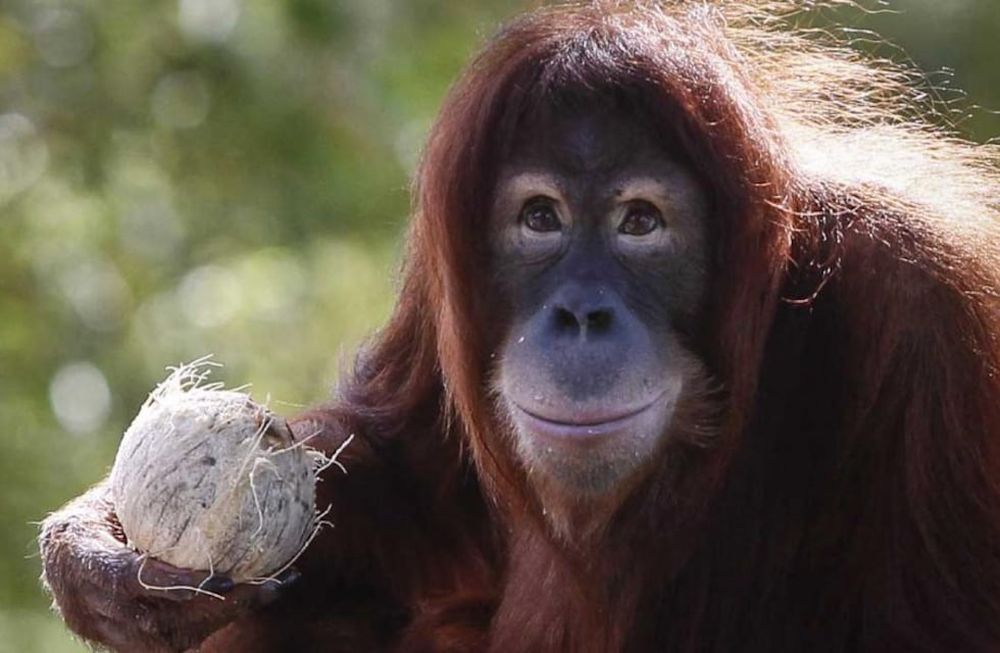 ORANGUTÁN. En diciembre de 2015 (AP/Joshua Paul/Archivo).