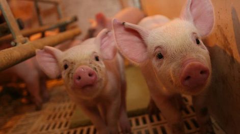 Los Andes | A diferencia de lo que ocurre con la carne vacuna, la de cerdo continúa creciendo en el consumo interno. Su relación de precio con la bovina es clave.