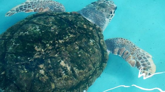 Con excelentes resultados, el tortugo Jorge cumplió un mes en Mar del Plata