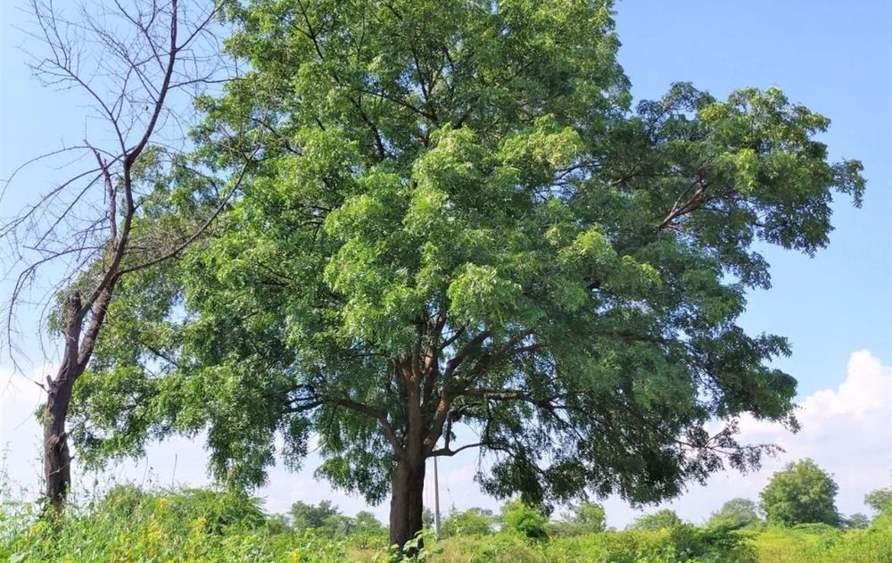 Las propiedades de este árbol lo convierten en una opción ideal para quienes buscan mantener un jardín ecológico, libre de químicos y con un aspecto siempre prolijo.