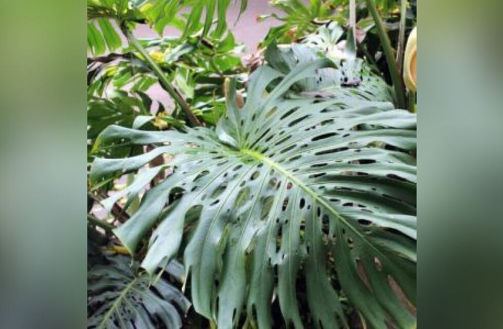 Plantas urbanas: especies que intoxican
