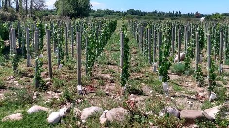 El concurso Guarda14 reunió a referentes del vino argentino con evaluación bajo normas internacionales. El concurso Guarda14 reunió a referentes del vino argentino con evaluación bajo normas internacionales.