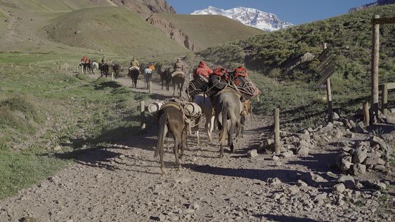 Mulas, tradicionales en actividades de nuestra cordillera.&nbsp;