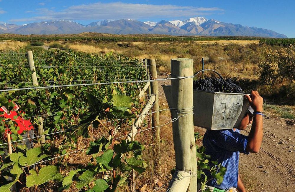 Mendoza Tupungato 07 de Marzo de 2013 Cosechadores comienzan su jornada de trabajo en las Fincas de Tupungato Winelands la cual posee viñas en la zona de Gualtallary, Tupungato, en estas viñas se encuentran distintos varietales a 1400 sobre el nivel del mar siendo una de las zonas vitivinicolas de mayor altura con la vista del Cordon del Plata como escenario Foto: Claudio Gutierrez / Los Andes
