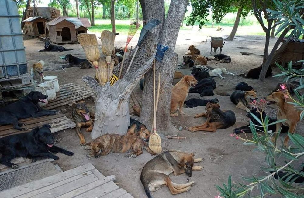 Un refugio de Guaymallén cuida a más de 200 perros y gatos y necesita ayuda para seguir con su labor