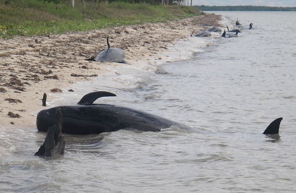 Un centenar de delfines y manatíes muertos en Florida por la marea roja
