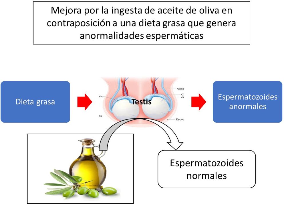 Figura que muestra los beneficios de una dieta sana para garantizar la fertilidad masculina. Imágenes ilustrativas pertenecientes al Laboratorio LIAM, perteneciente al IHEM-Conicet Mendoza. 