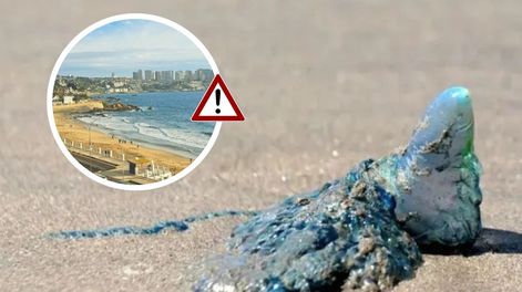 Apareció la fragata portuguesa en una playa de Chile elegida por los mendocinos: Prohibido bañarse
