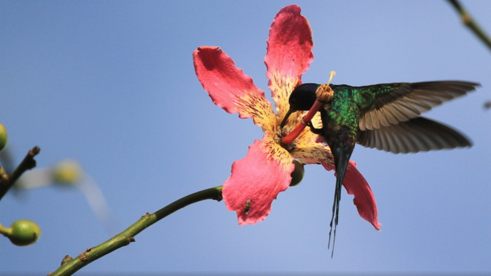Este es el árbol favorito de los colibríes gracias a la morfología especial de sus flores.