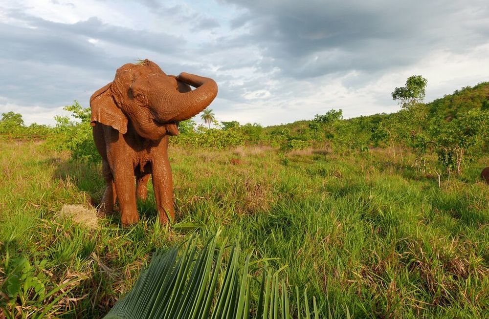 El gobierno de Mendoza firmó un convenio con un Santuario de Brasil para trasladar a los cuatro elefantes del Ecoparque. Gentileza Santuario de Elefantes Brasil