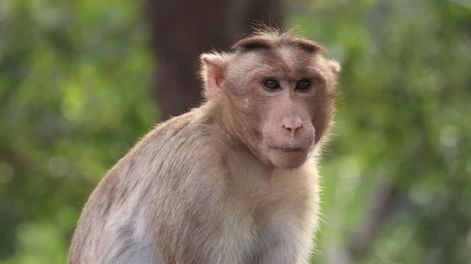 El hombre de 37 años fue atacado en el parque de Kam Shan, donde un 70% de la población de primates son los macacos salvajes de cola larga. Foto: Pexels
